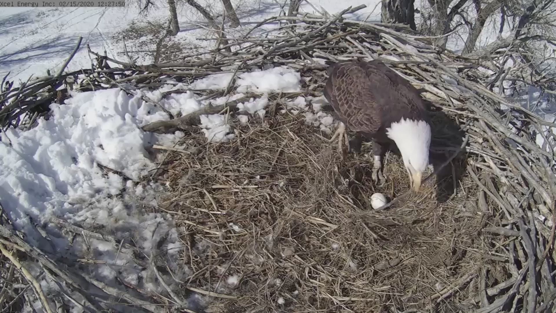 Tahiti rechter storting Bald Eagle watched by Colorado live stream lays egg | 9news.com