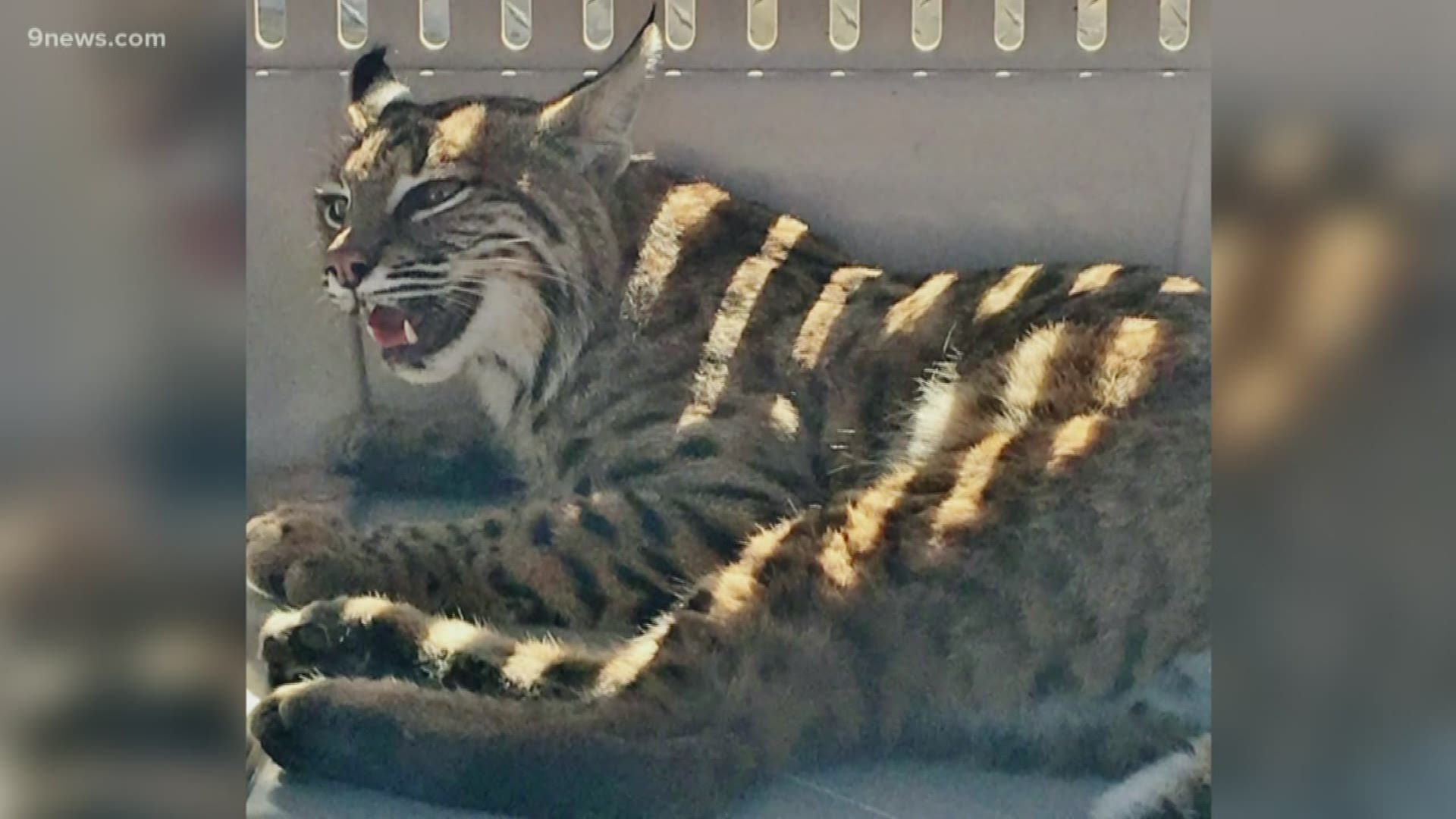 A Colorado Springs woman won't be cited after putting an injured bobcat in her SUV.