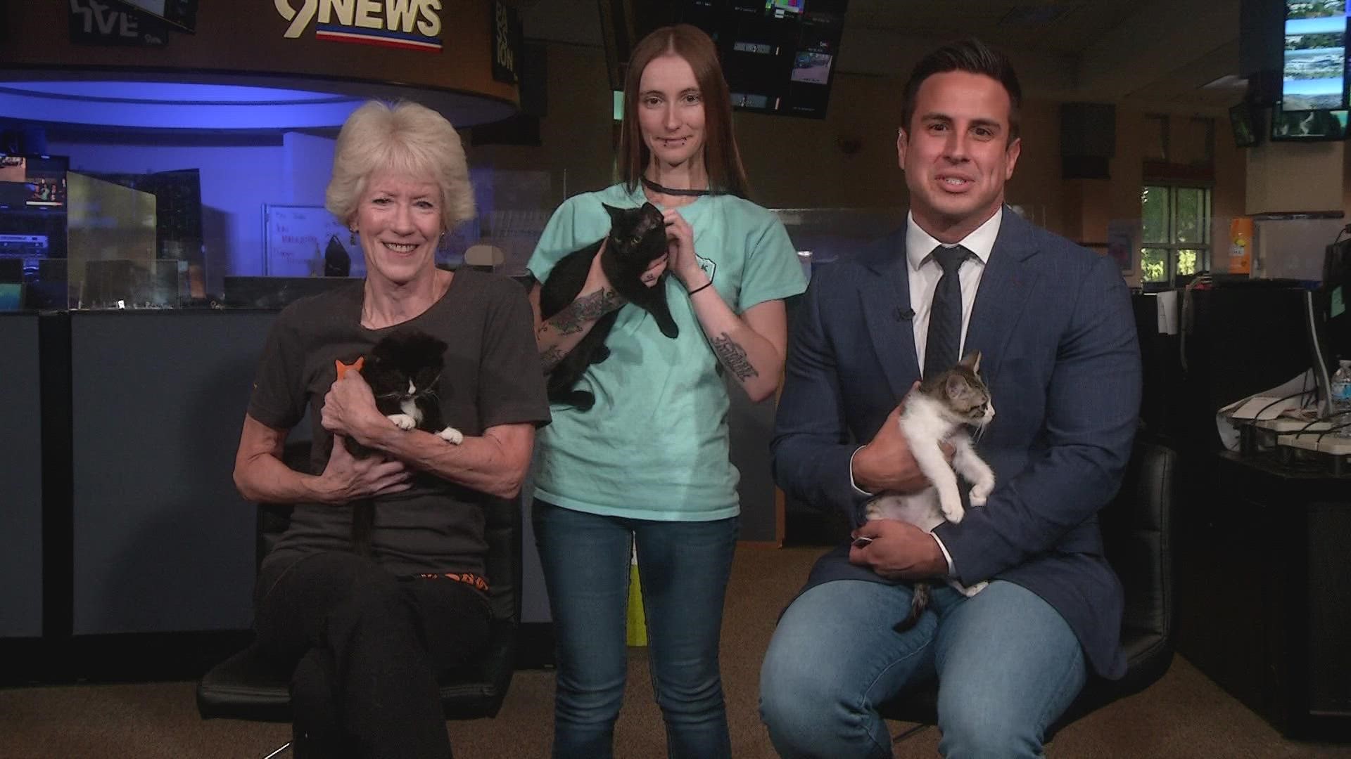 MaxFund Animal Adoption Center has kittens up for adoption.