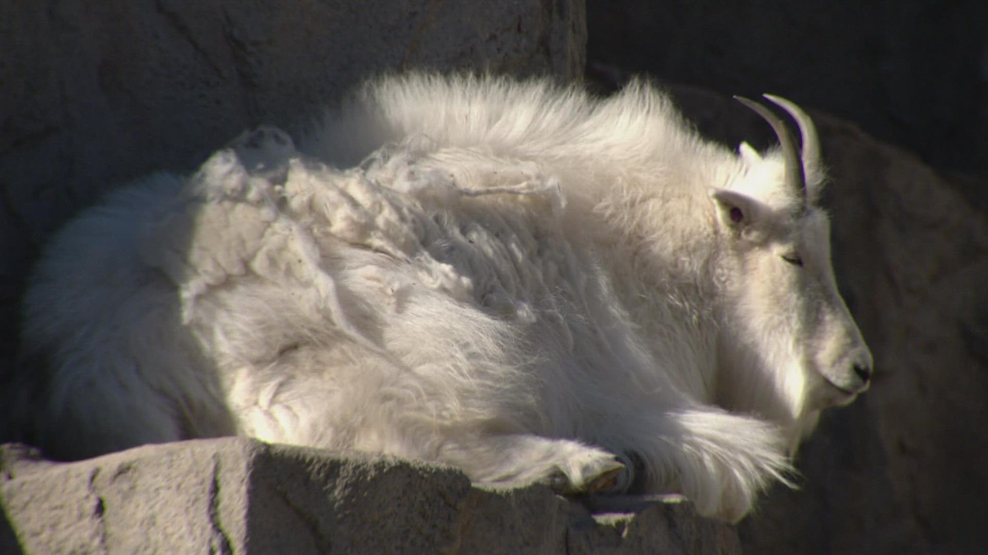 When cold like this hits the Denver Zoo, some animals are jubilant and others are bewildered. The staff doesn't have time to be either. They have work to do.