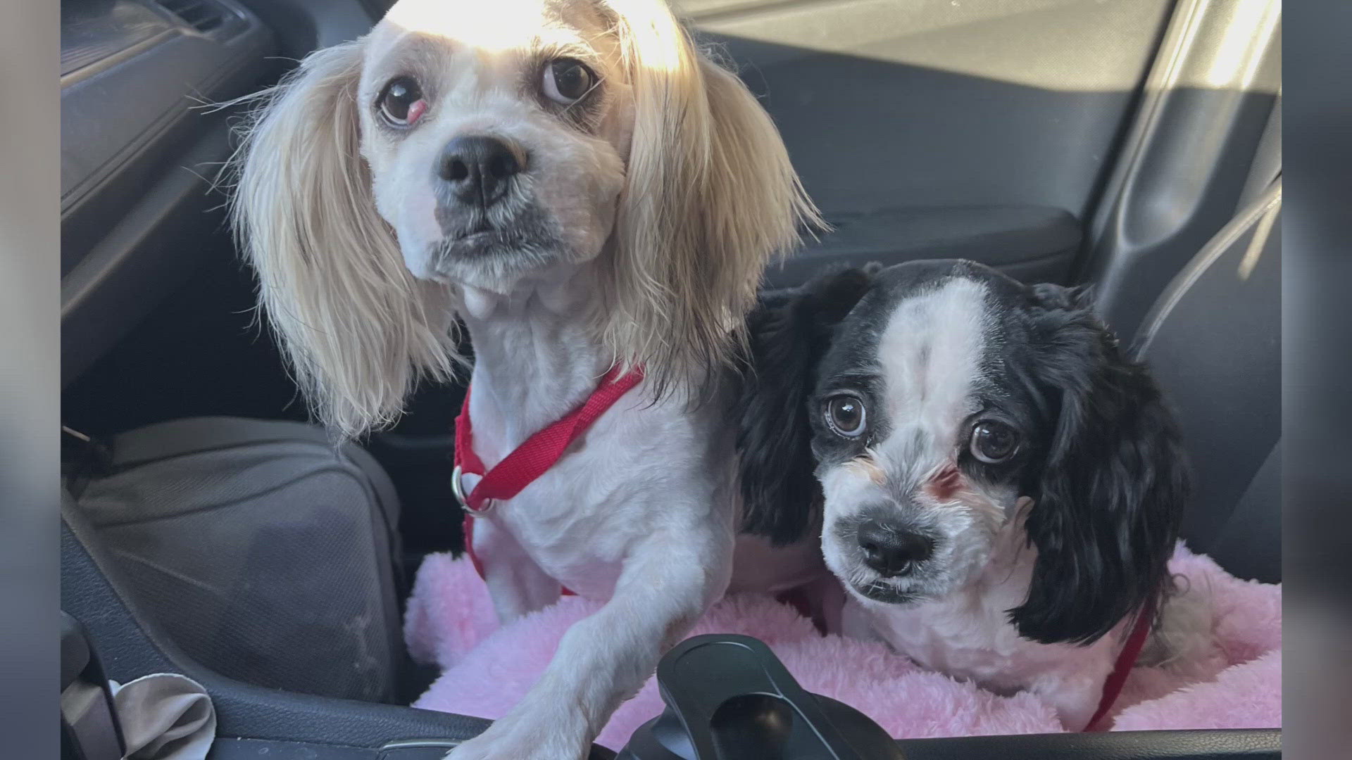 Neighbors found two Shih Tzu puppies huddled together in the trash Tuesday morning.