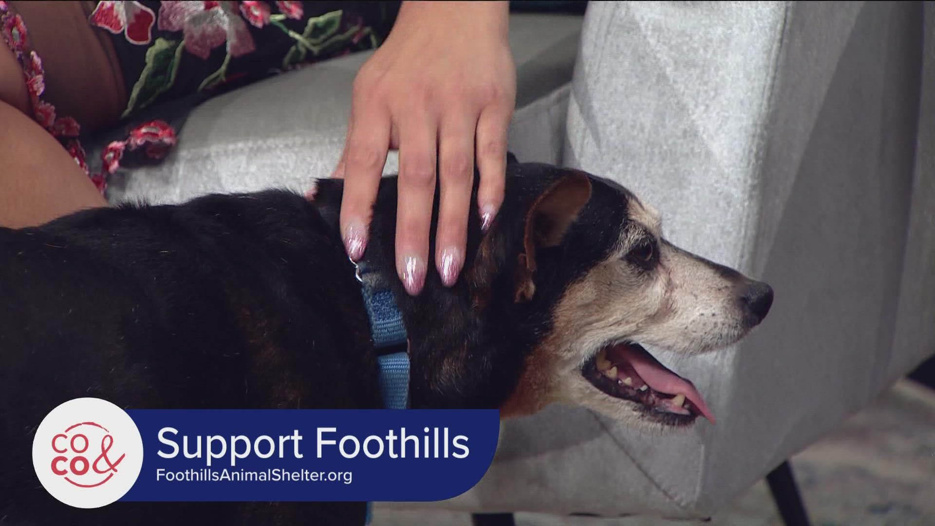 Foothills Animal Shelter - April 20, 2022 Foothills Animal Shelter - April 20, 2022