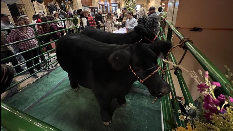 Grand champion steers visit Denver hotel for afternoon tea