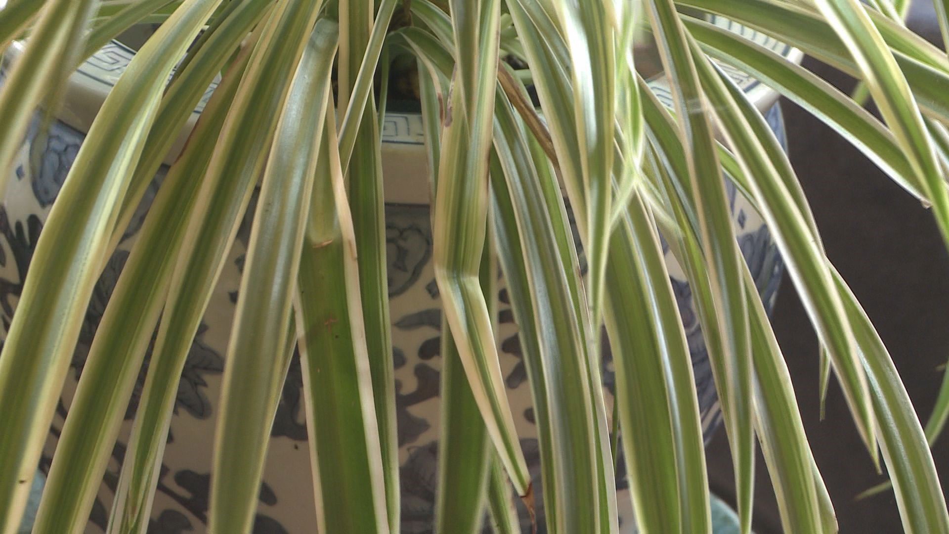 Spring and summer are busy for gardeners. Use the wintertime to repot houseplants. Here's how.