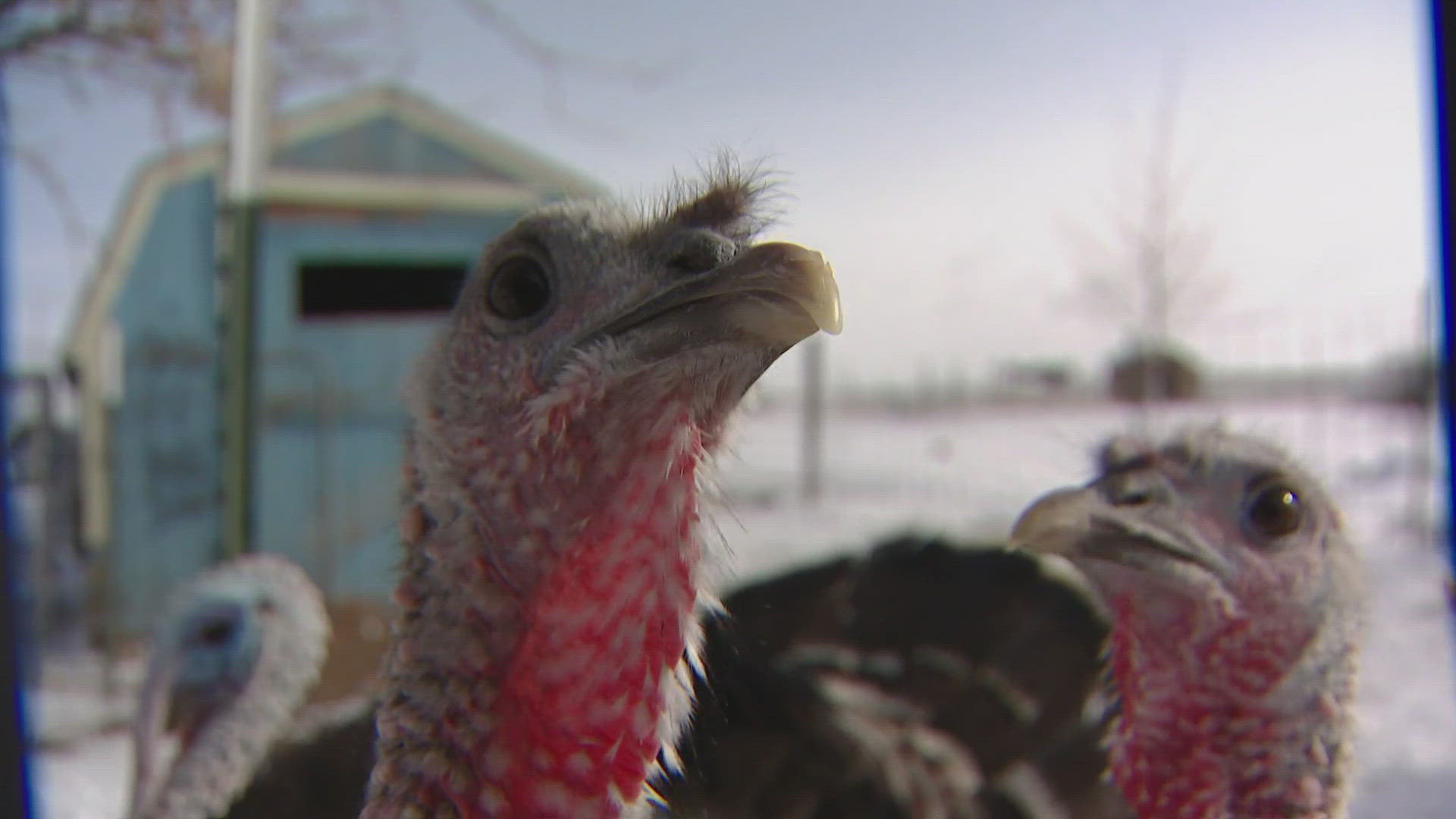 Danzig's Roost in Bennett, Colorado specializes in rescuing fighting cocks but also rescues other farm birds. 