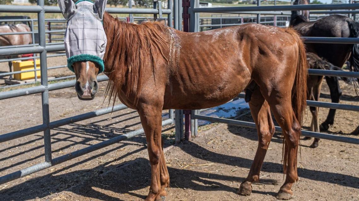 70 neglected horses receive emergency care at Humane Colorado | 9news.com