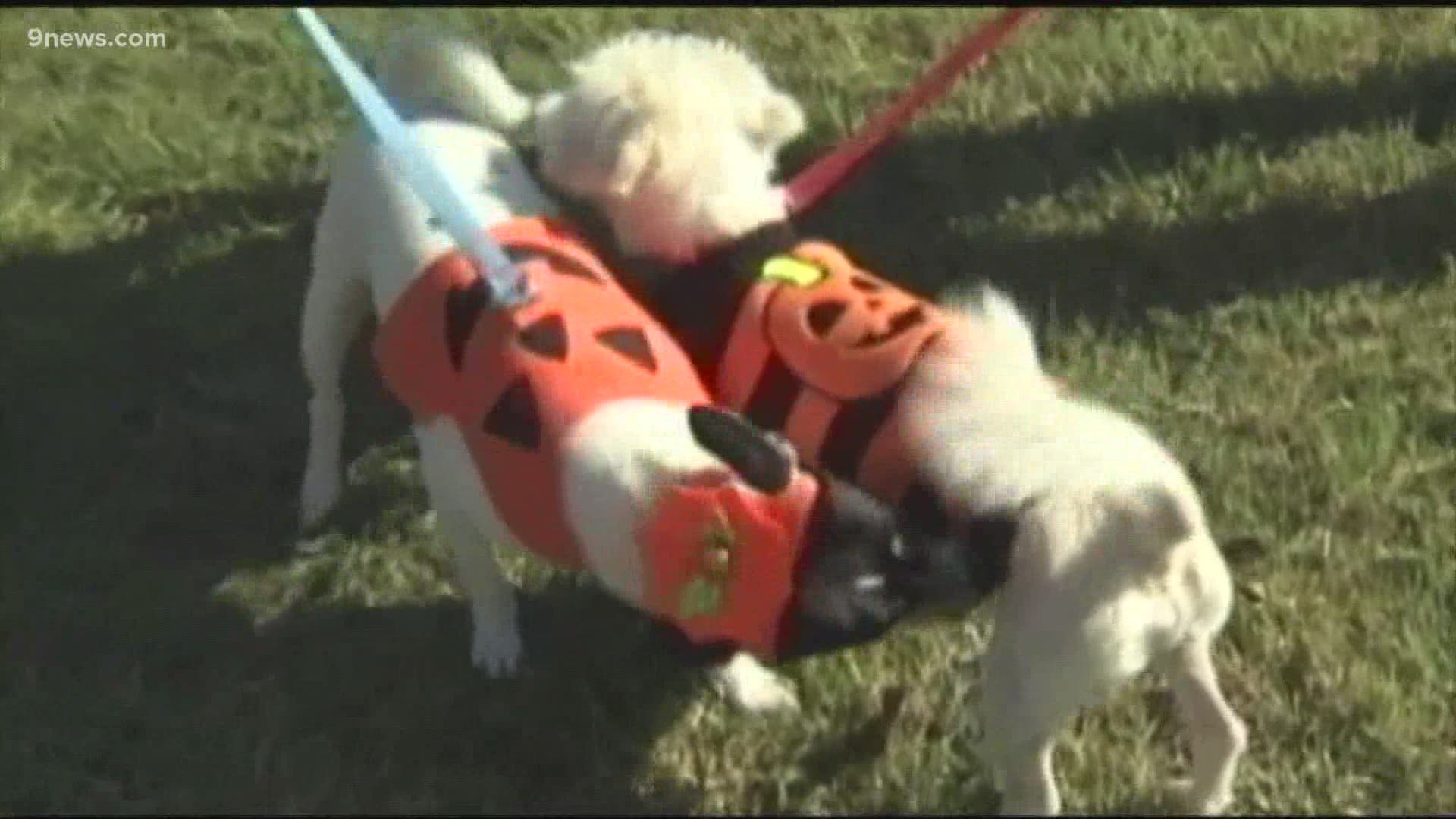 Joan Thielen with the Denver Dumb Friends League has advice on how to  keep your pet safe during Halloween.