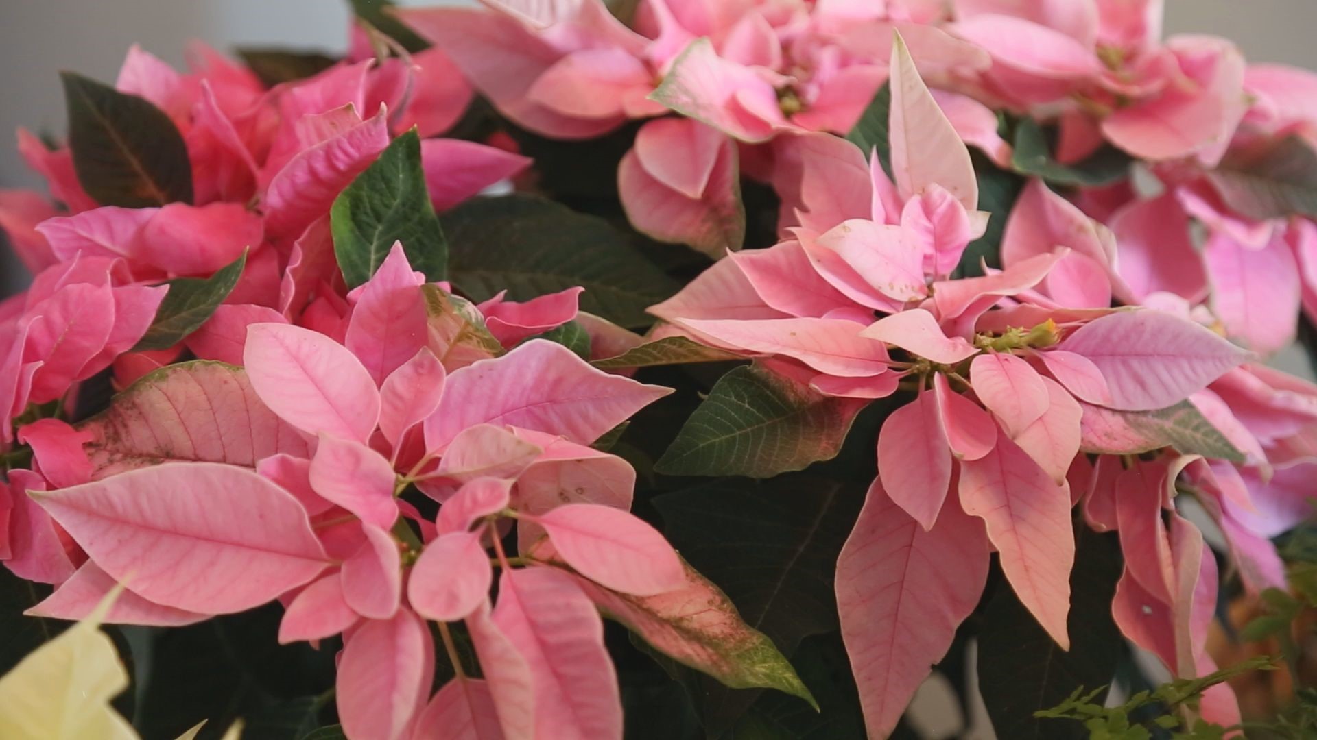Poinsettias are a wonderful addition to holiday décor. Here are some tips and tricks on how to care for them.