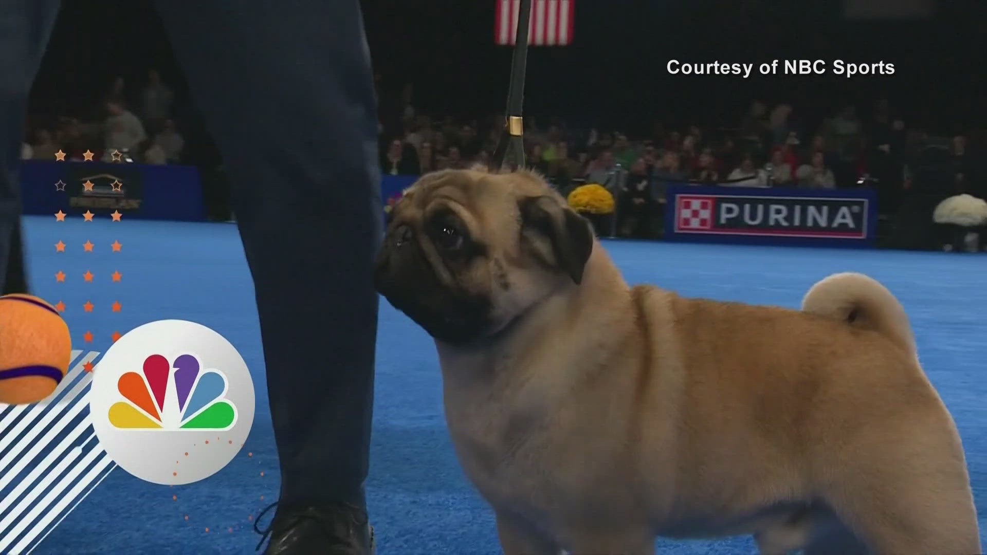 The dog, named Vito, was the first pug to win the award in 20 years.