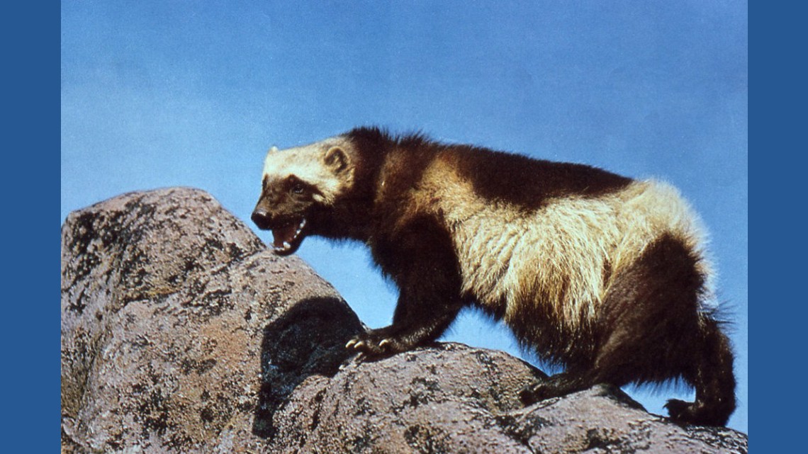 Wolverine restoration one step closer in Colorado