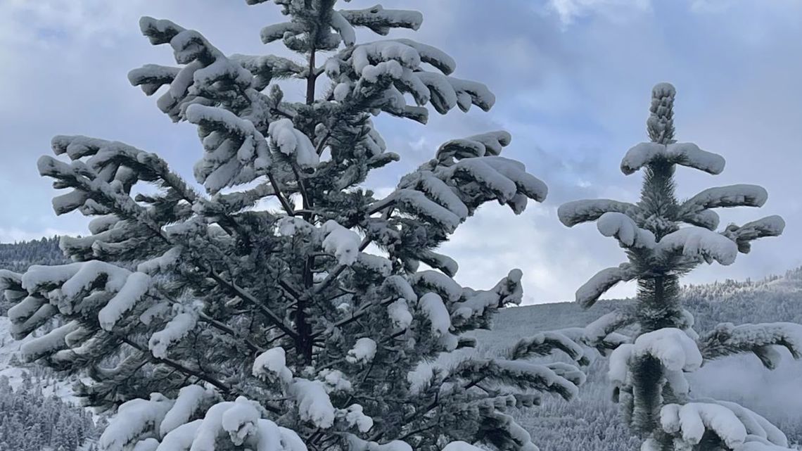 Remove Snow on Trees - Elite Tree Care