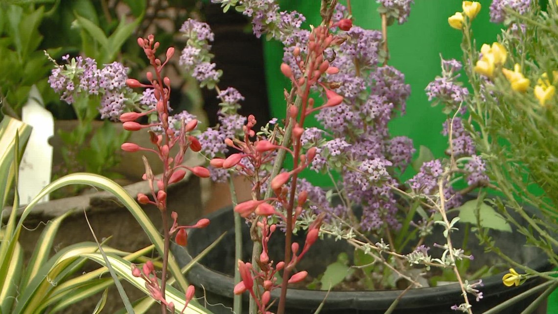 What are the best trees and shrubs to plant in Colorado?