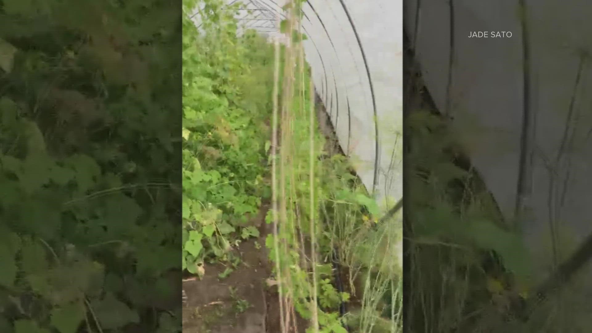 Jade Sato captured this video of heavy rain, hail and high winds at her farm Saturday.