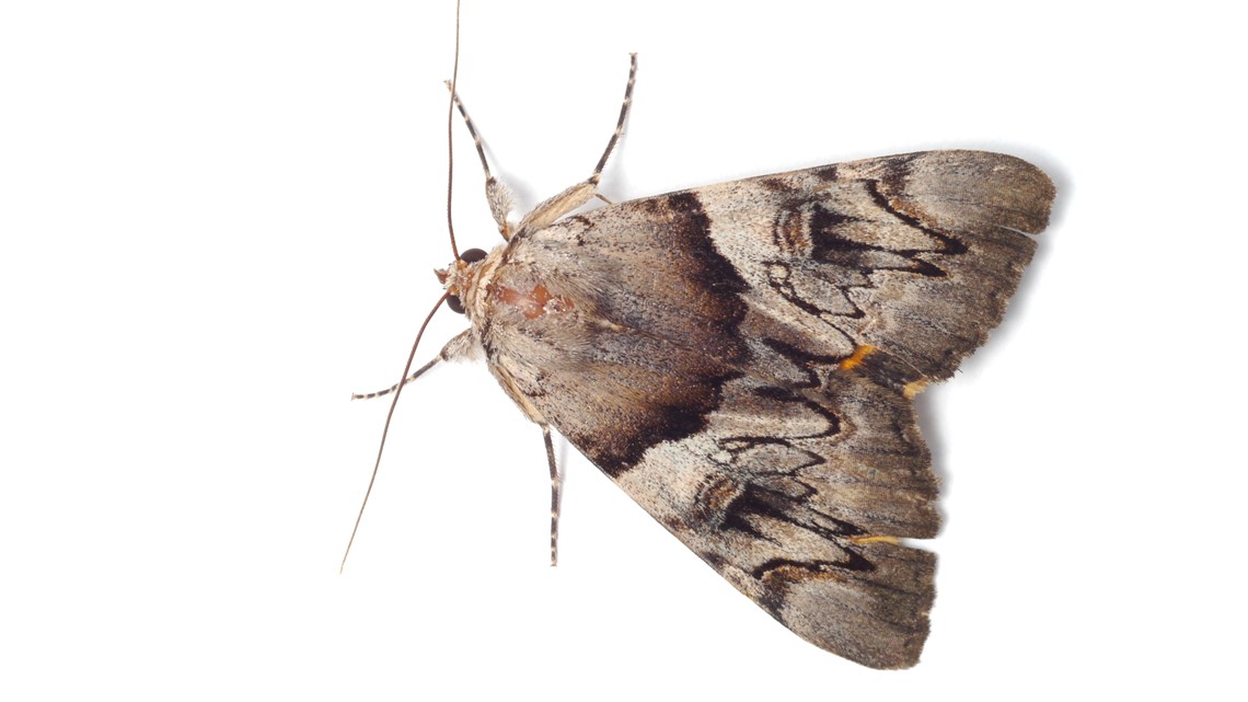 There will be more miller moths than usual in Colorado this year