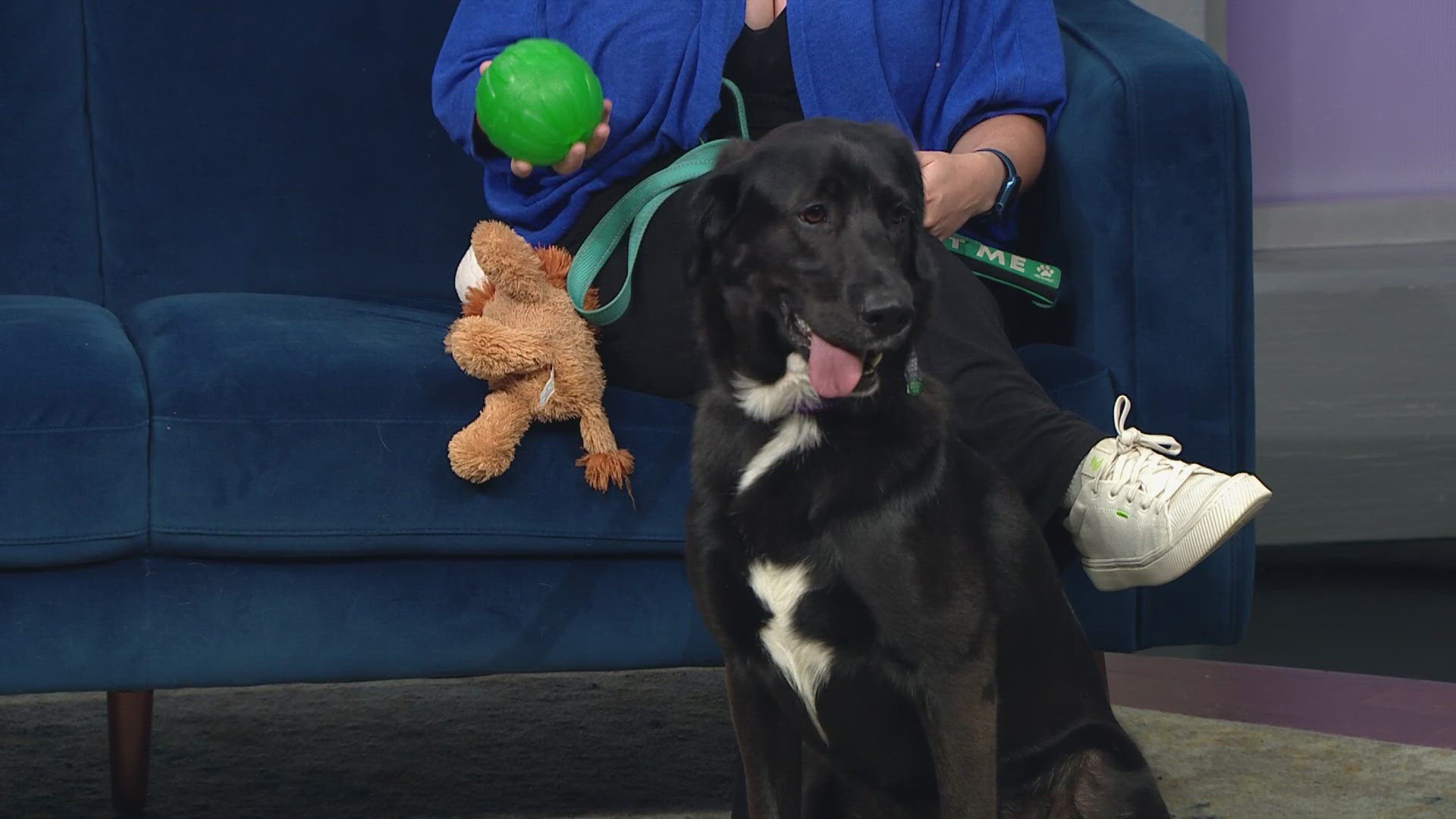 To learn more about Kida and other dogs, visit the Rocky Mountain Lab Rescue!