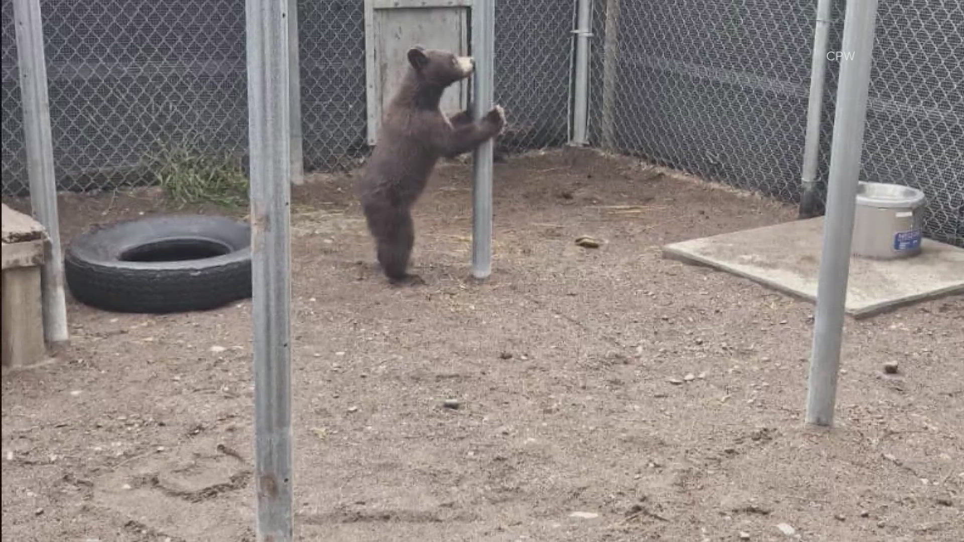 The cub was taken to a rehabilitation facility after being rescued in Jefferson County over the summer.