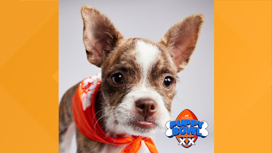 Puppy Bowl 2024 | Colorado dog part of the big game - Vimarsana News