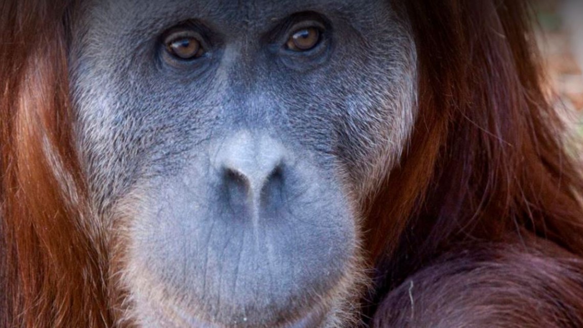 Denver Zoo orangutan dies unexpectedly - Vimarsana News