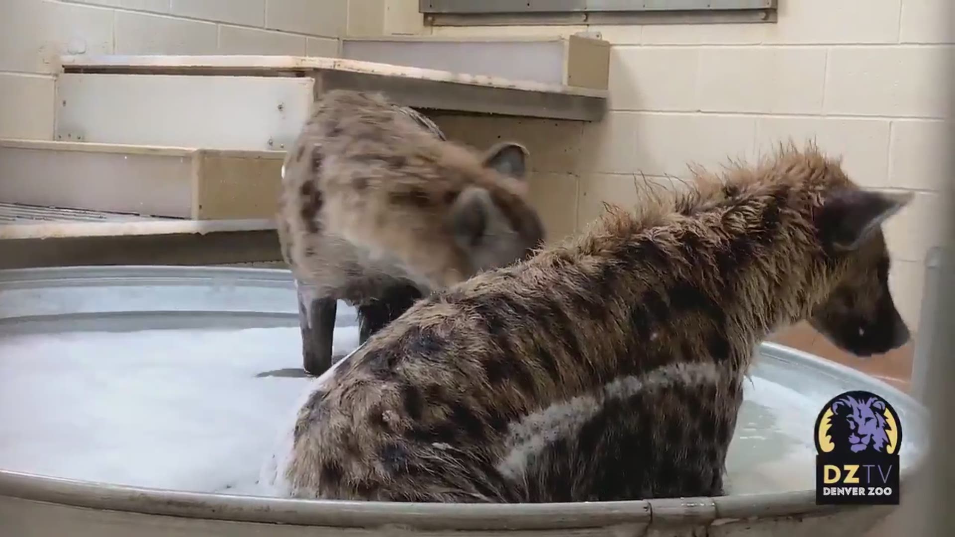 Denver Zoo shared a video of some well-pampered hyenas enjoying a bubble bath on Thursday.