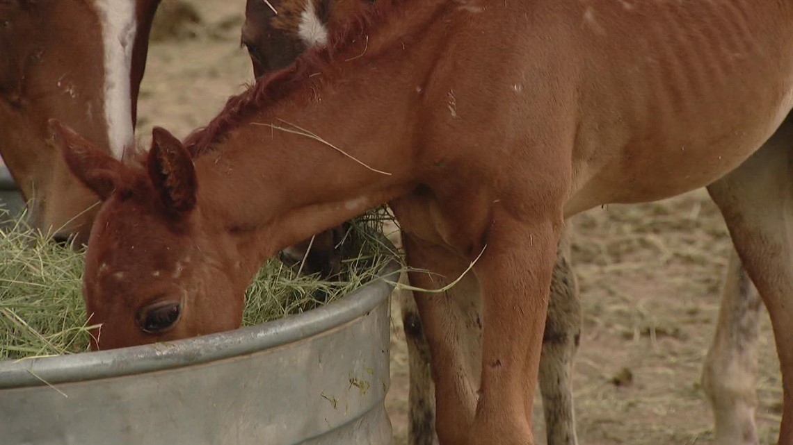 Dumb Friends League takes custody of 80 horses - Vimarsana News