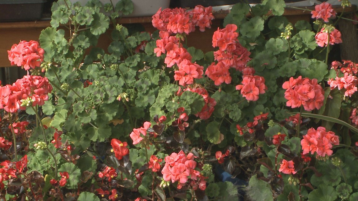 Proctor's Garden: Prepare your geraniums for spring