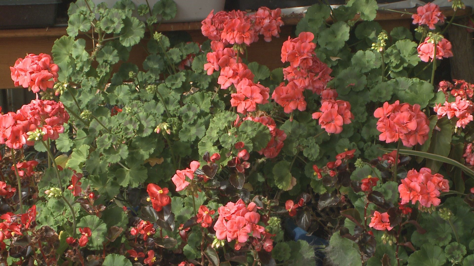 It is almost spring and that means it's time to get your geraniums ready to go outside.