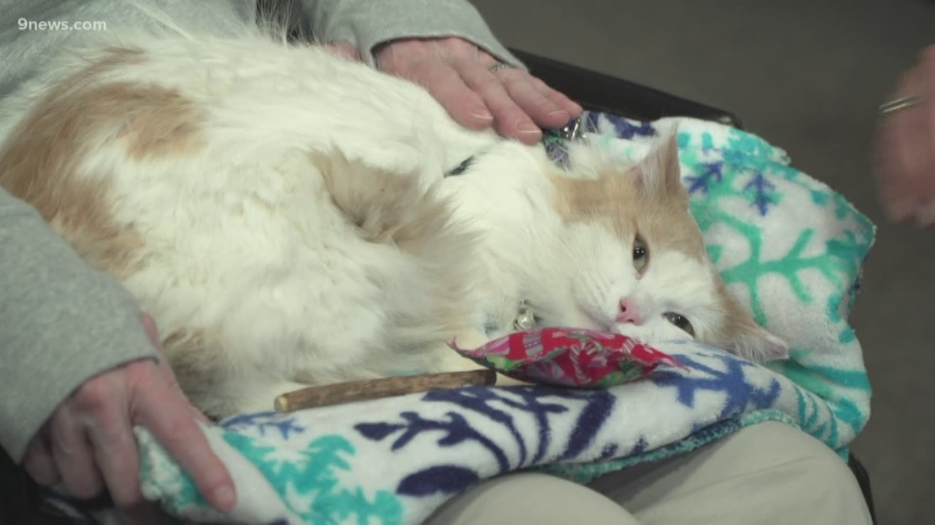 petline9-5-year-old-cat-needs-forever-home-9news