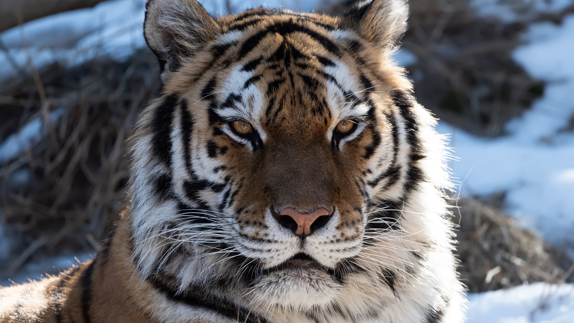 Colorado zoo tiger dies after breeding attempt complications | 9news.com