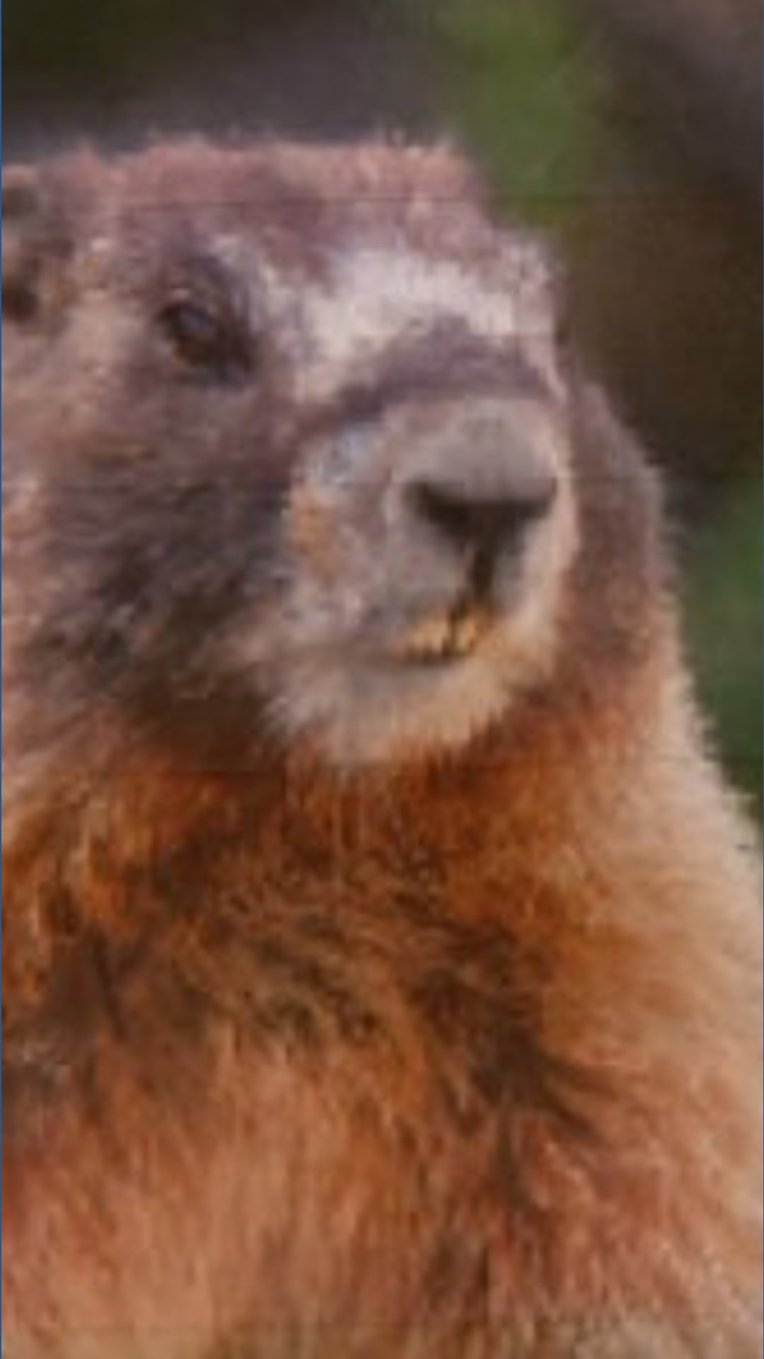 zombie rabbits in colorado Image 5