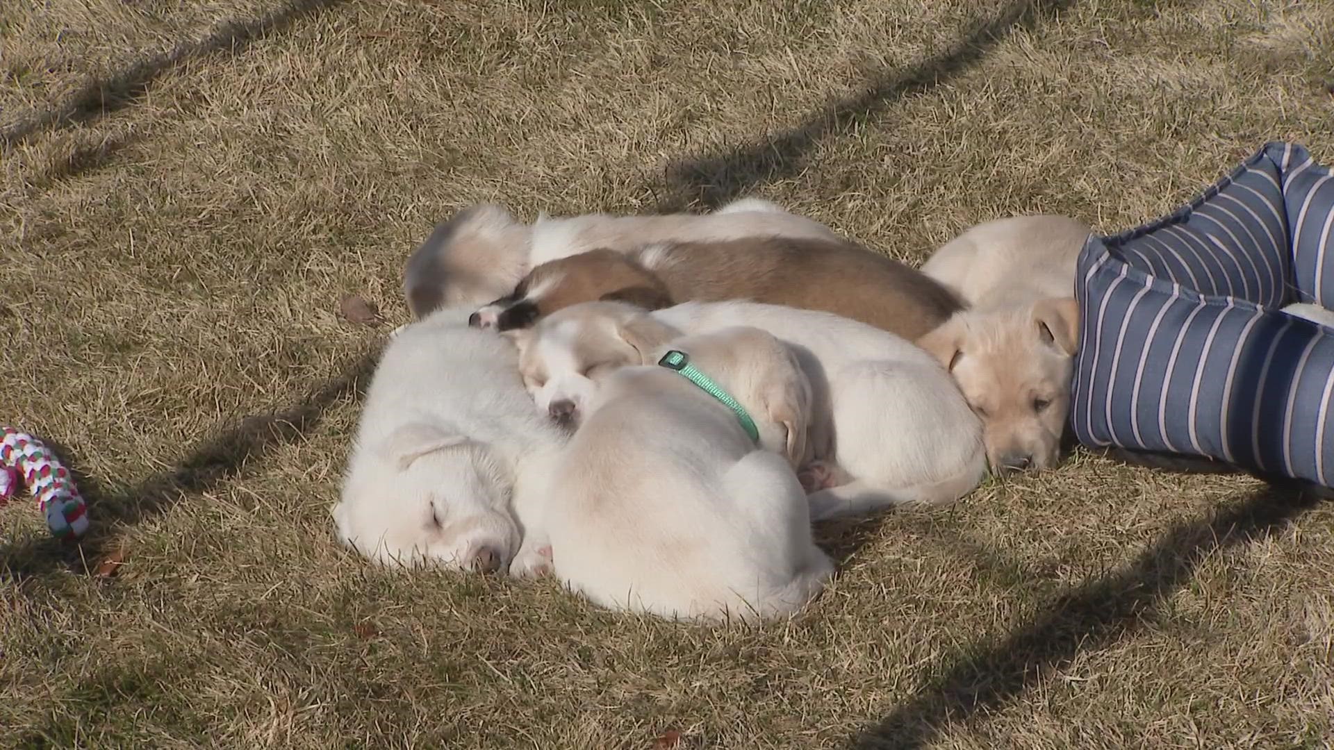 Labrador rescue faces crisis as intake increases 