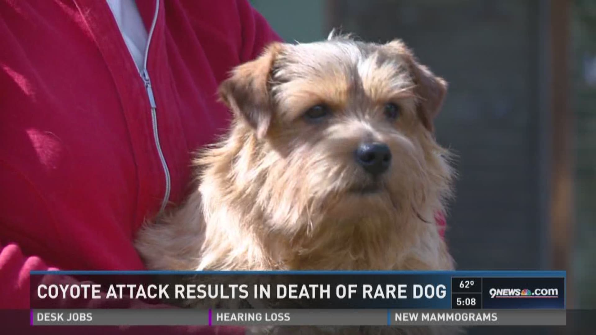 Coyote Kills Purebred Norfolk Terrier Within Fenced Yard 9news Com