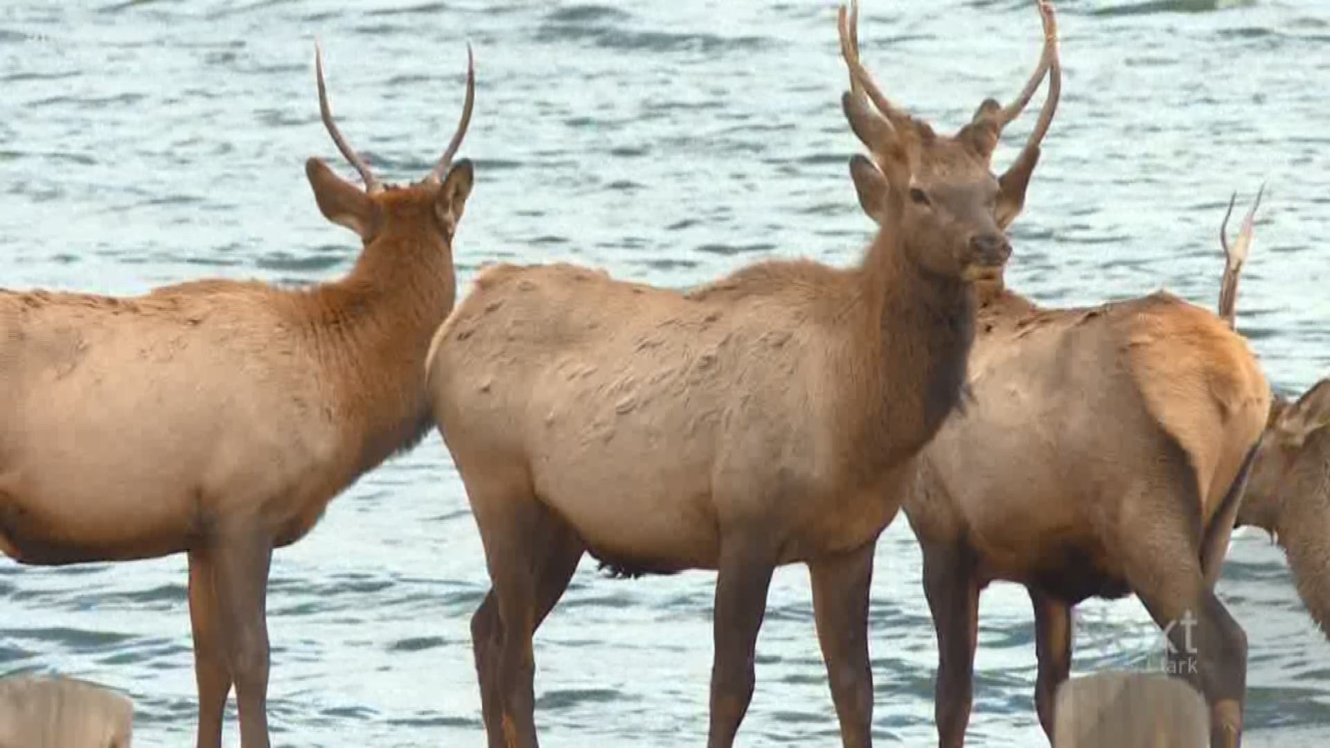 We're now at the point in Estes Park where elk need a police escort to make sure people don't get too close to them.