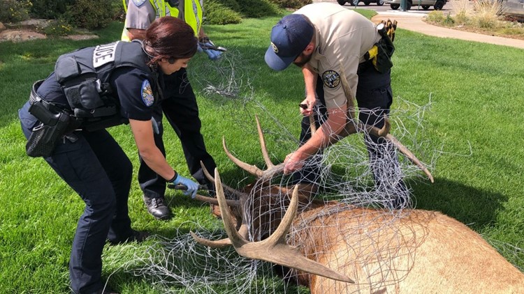 CPW officers rescue elk, remove fencing tangled in antlers