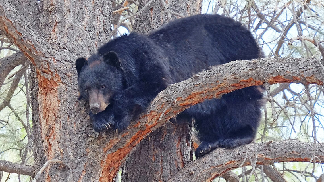 i was bitten bear attack victim