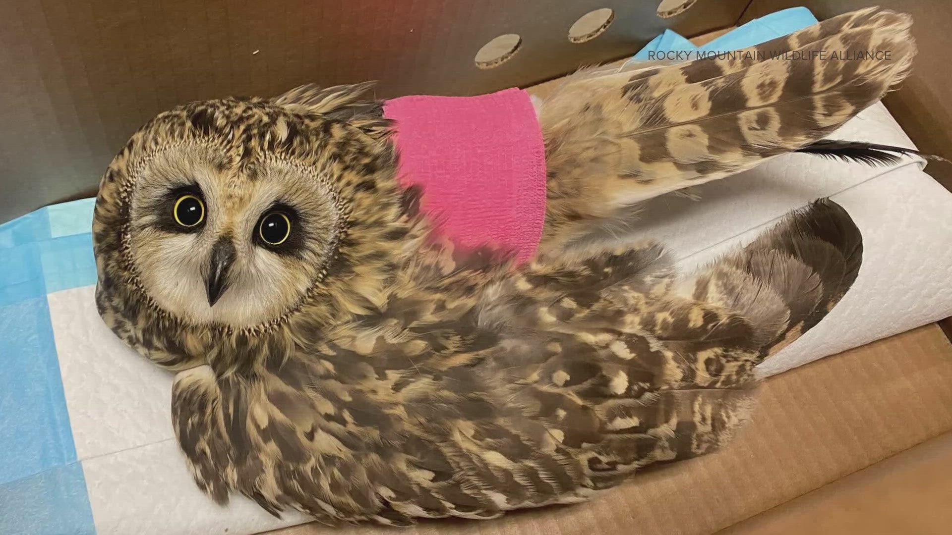 Owl Meeting 傷あり Injured owl left on doorstep of vet clinic in Bennett | 9news.com
