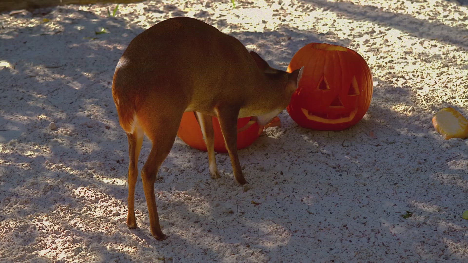 Leaving out pumpkins can have unintended consequences, like attracting bears and mountain lions. Also, it's illegal in Colorado.