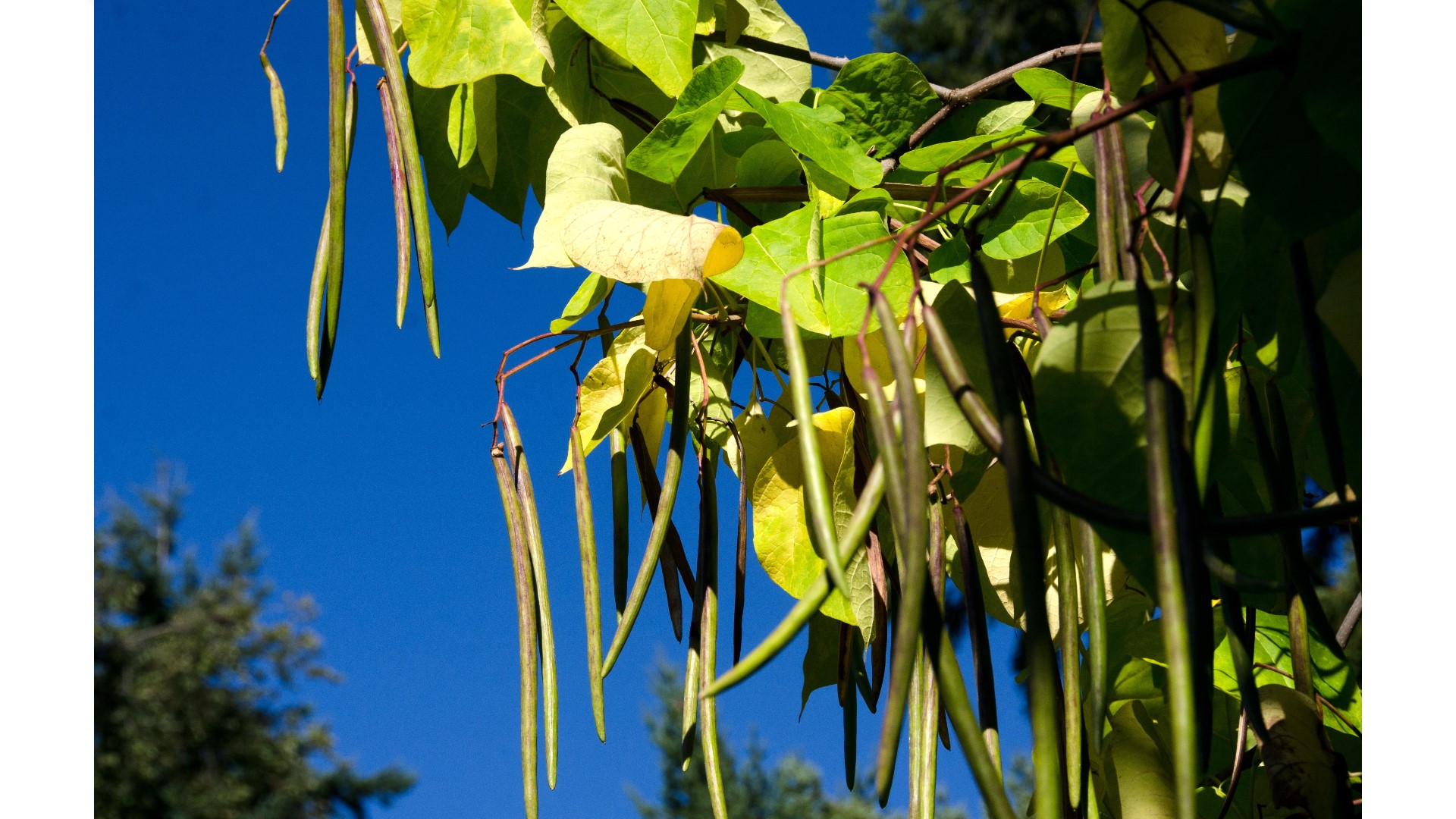 What are the best trees and shrubs to plant in Colorado? | 9news.com