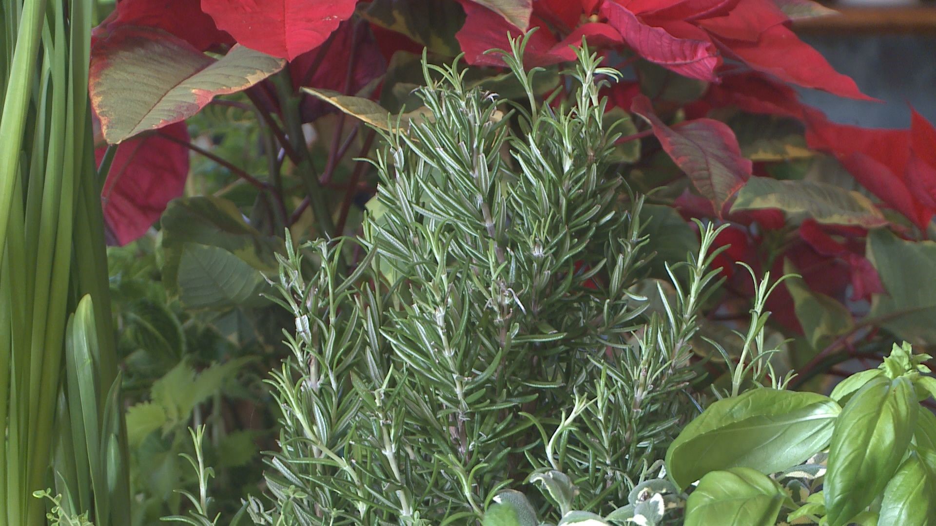 Growing fresh herbs indoors is surprisingly easy. Rob Proctor shows you how.