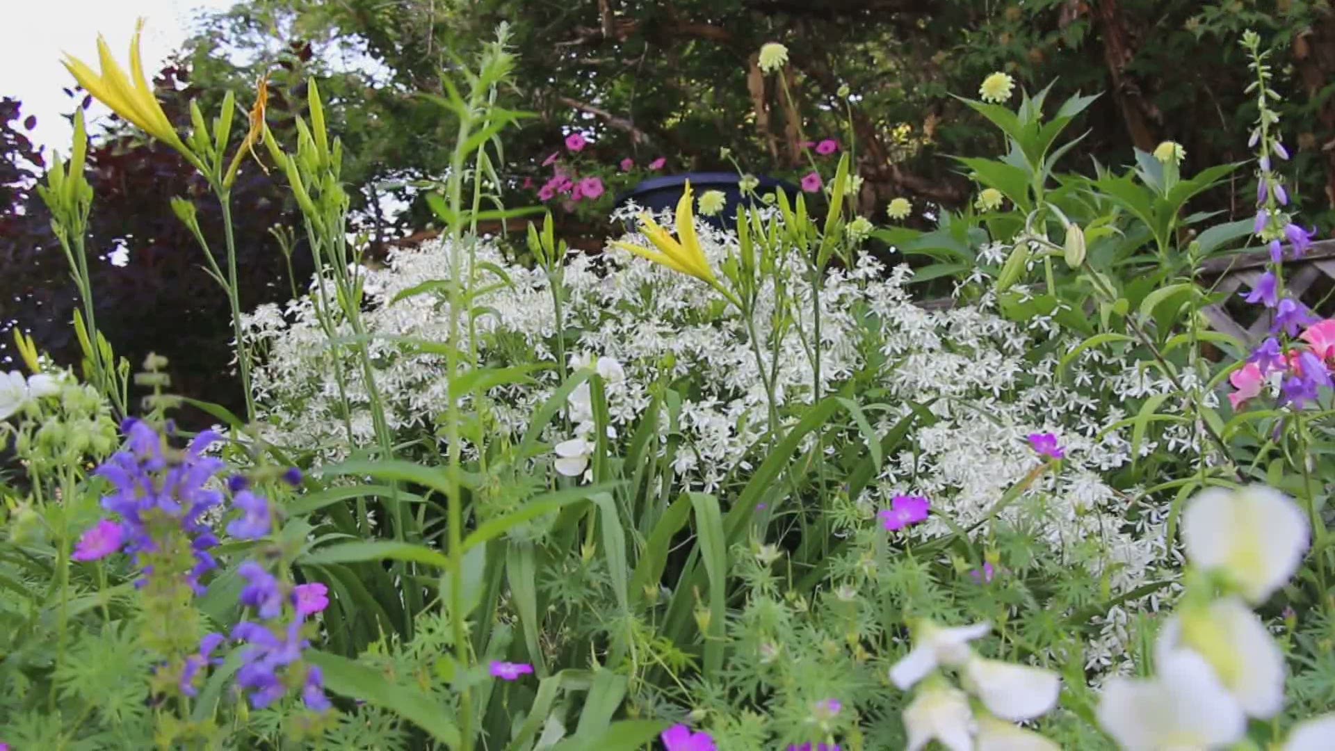 Garden expert Rob Proctor shares eight steps to take for a perfect perennial border.