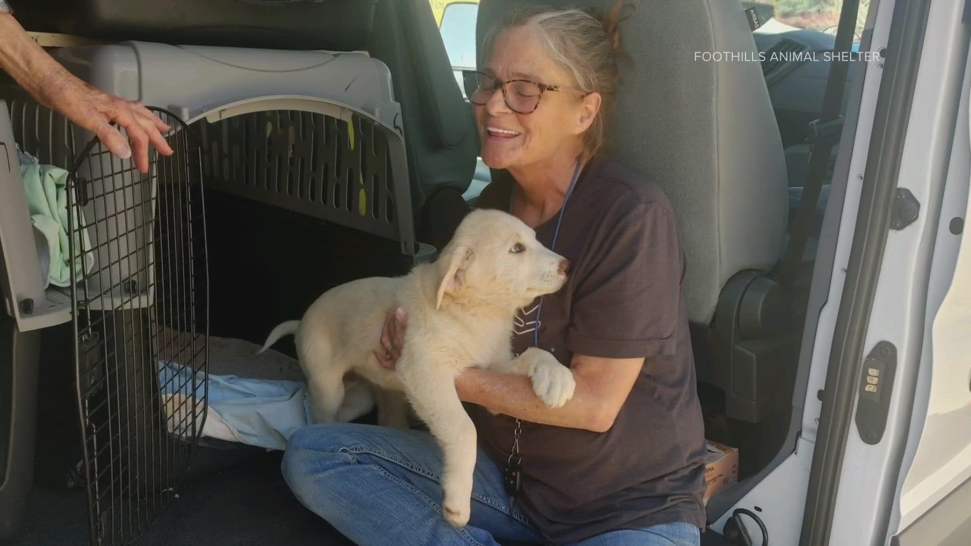 Foothills Animal Shelter in Colorado has 12 new dogs from Pottawattamie County, Oklahoma, following a devastating tornado.