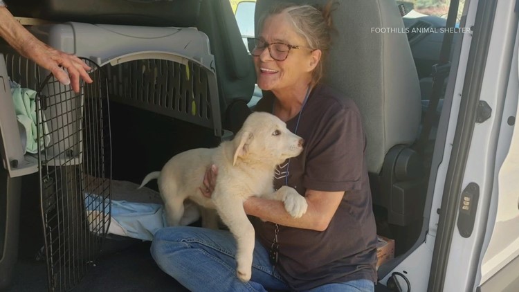 Dogs from Oklahoma arrive in Colorado after tornado