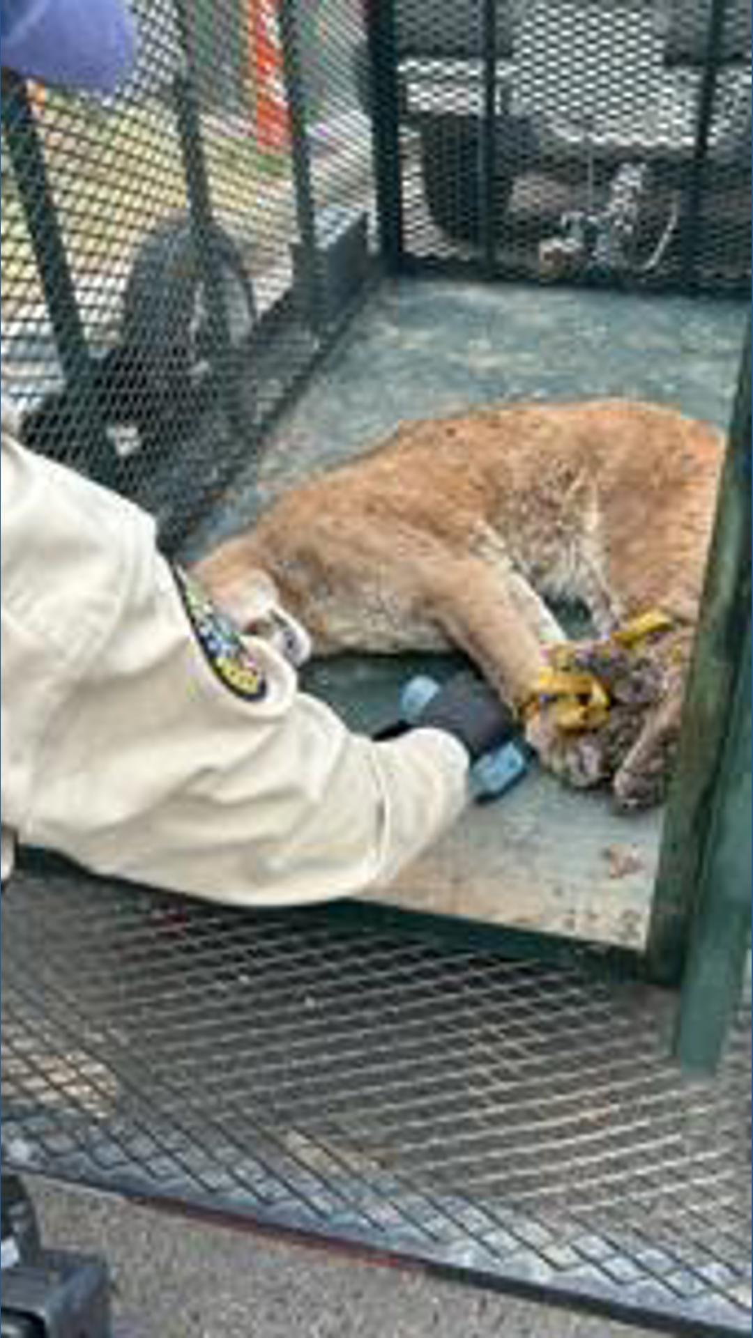 Mountain lion relocated after attacking dog in Boulder | 9news.com