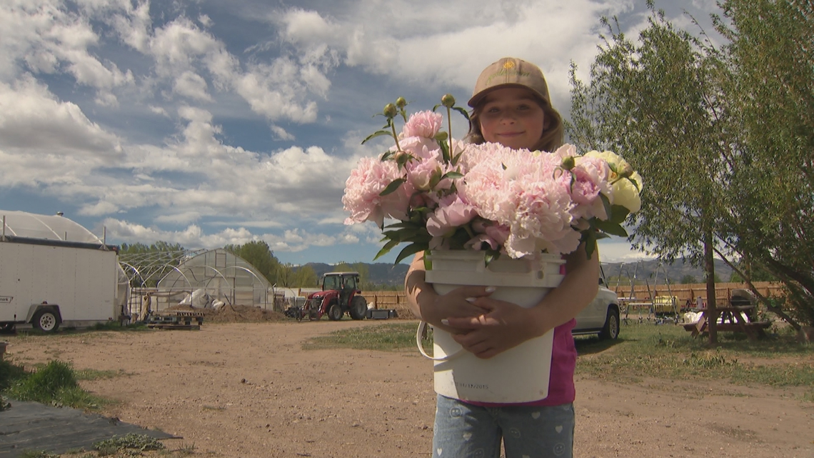 Peonies bloom early enough for Mother's Day at Fort Collins farm