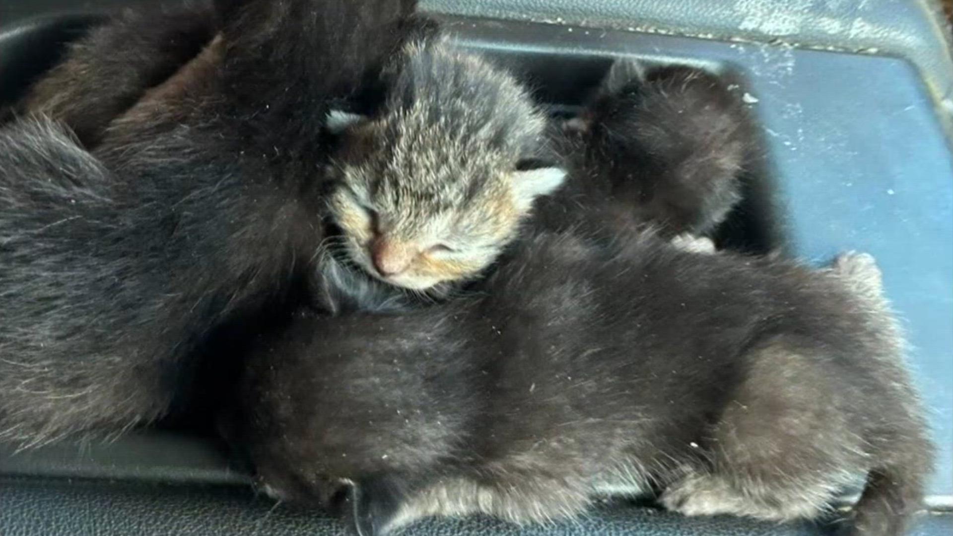 Kittens found in couch just before it was to be thrown away