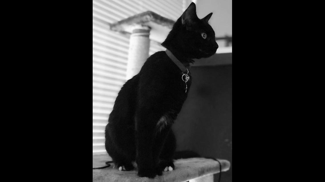 29 Black Cat Aesthetic ideas  black cat, black cat aesthetic, cat