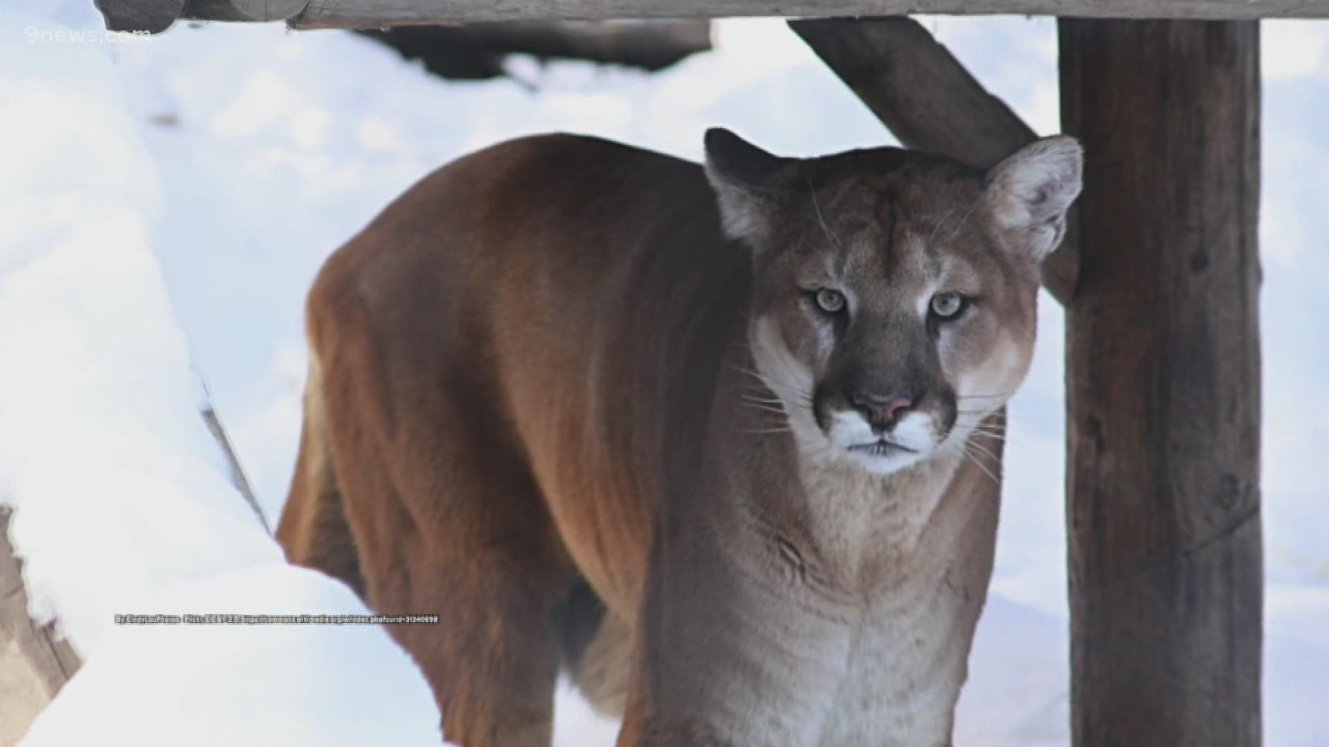 Besides humans, the mountain lion has the largest range of any mammal that lives on land in the western hemisphere
