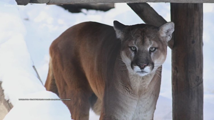 Man in hot tub attacked by mountain lion