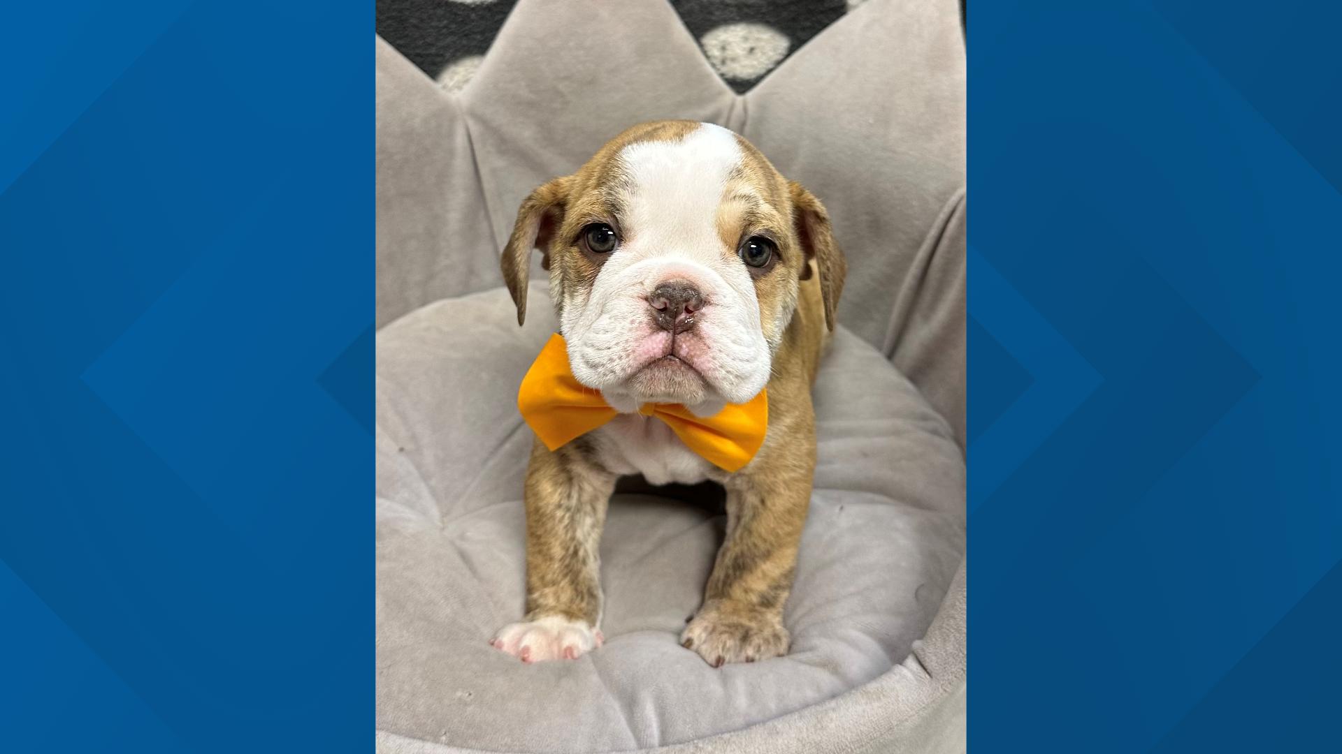 One of two stolen bulldog puppies returned to Centennial pet store