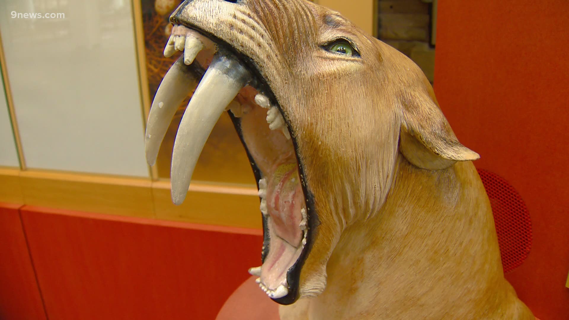 For 47 years, visitors to the DMNS have been greeted by a "roar." Photojournalist Tom Cole went in search of the story behind the museum's famous saber-toothed cat.