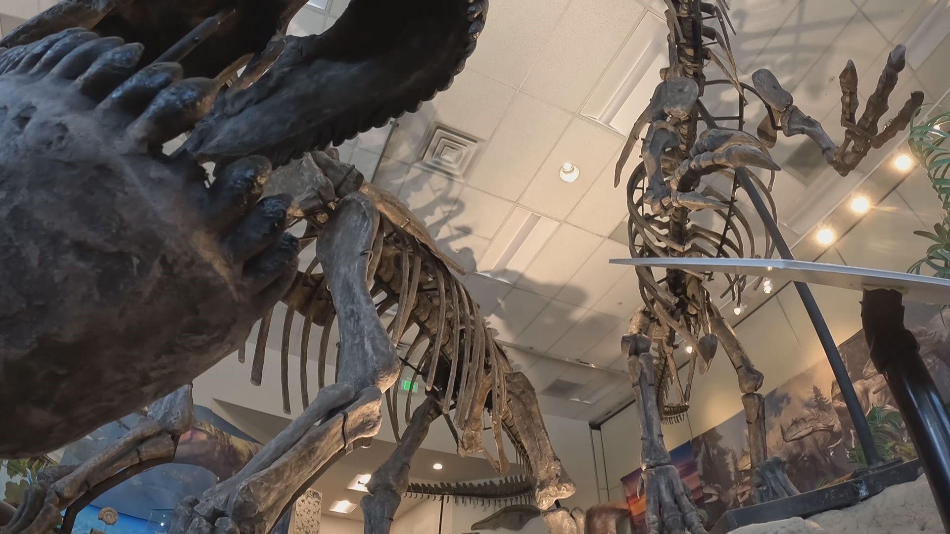 New dinosaur museum in Edwards features Colorado fossils